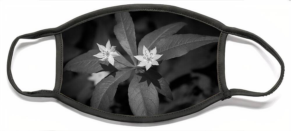 Black And White Face Mask featuring the photograph Black And White Star Flowers by Christina Rollo