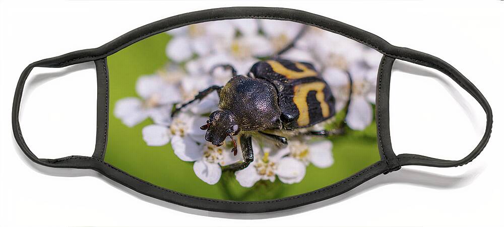 Nature Face Mask featuring the photograph Black-and-yellow bug enjoying flower nectar by Maria Dimitrova