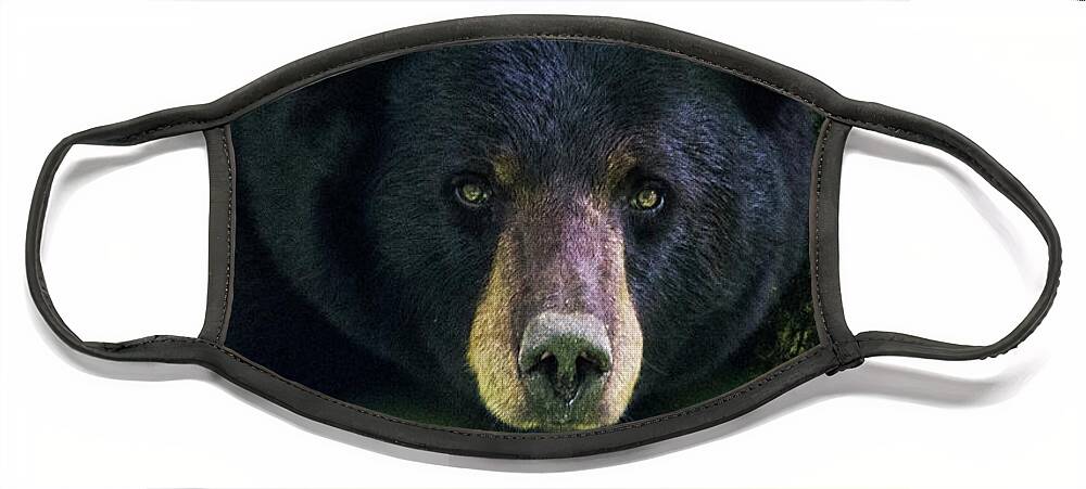 Bear Face Mask featuring the photograph Black Bear in the Croatan National Forest Near New Bern NC by Bob Decker