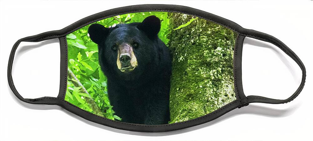 Bear Face Mask featuring the photograph Black Bear Up a Tree in the Croatan by Bob Decker