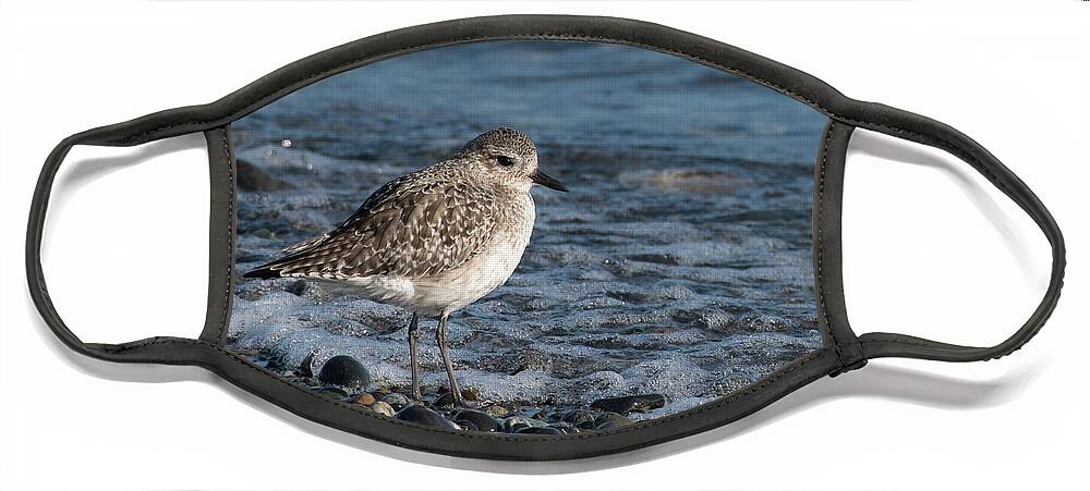 Black-bellied Plover Face Mask featuring the photograph Black-bellied Plover and Seafoam by Nancy Gleason