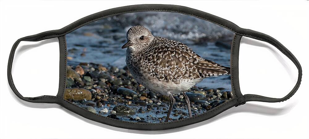 Animal Face Mask featuring the photograph Black-bellied Plover in Winter Plumage #2 by Nancy Gleason