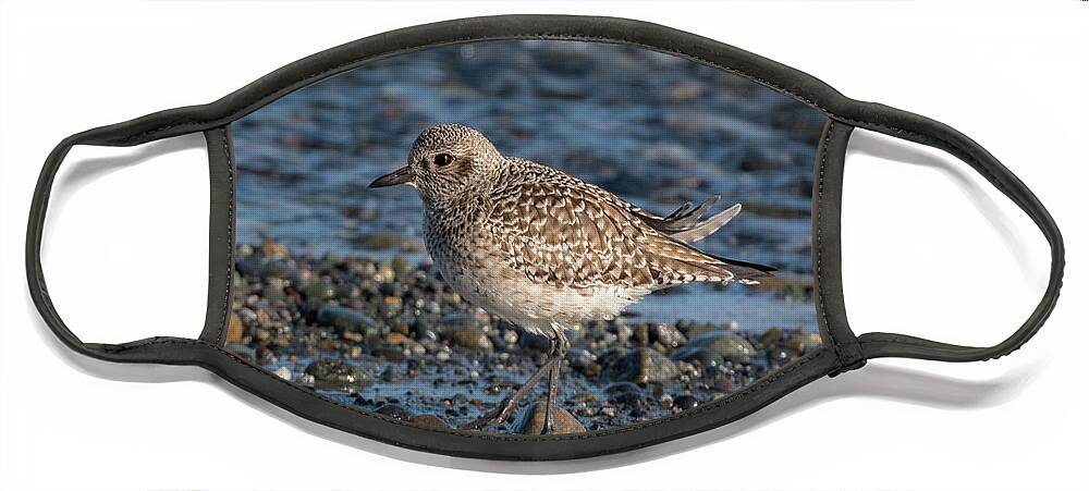 Black-bellied Plover Face Mask featuring the photograph Black-bellied Plover Walking on a Beach by Nancy Gleason