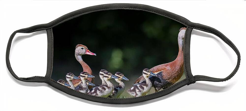 Black-bellied Whistling Duck Face Mask featuring the photograph Black-bellied whistling duck with its babies by Puttaswamy Ravishankar