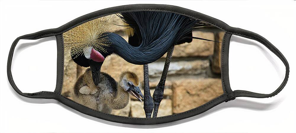 Black Face Mask featuring the photograph African Black Crown Crane With Chick by Rene Vasquez