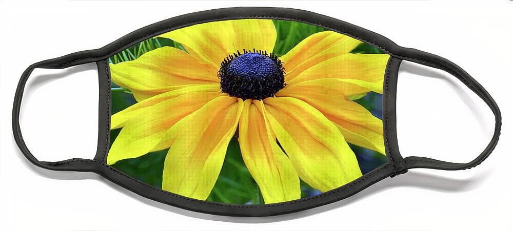 Black Eyed Susan Face Mask featuring the photograph Black Eyed Susan Portrait by Terence Davis