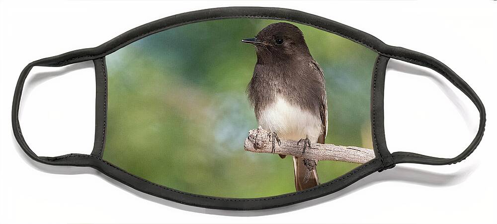 Black Phoebe Face Mask featuring the photograph Black Phoebe 2765-111620-2 by Tam Ryan
