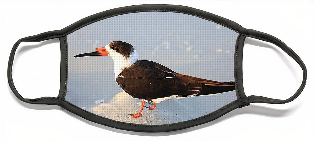Black Skimmers Face Mask featuring the photograph Black Skimmer by Mingming Jiang