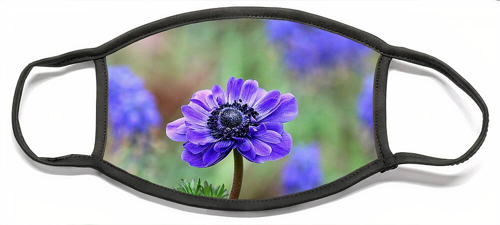 Nature Face Mask featuring the photograph Blue Anemone and Muscari by Sheila Brown