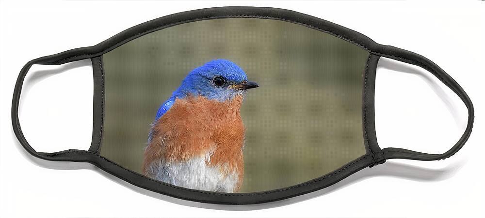 Blue Birds Face Mask featuring the photograph Blue Bird Perch by Michael Hubley