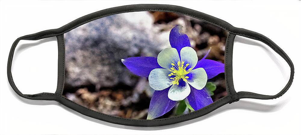 Columbine Face Mask featuring the photograph Blue Columbine by Bob Falcone