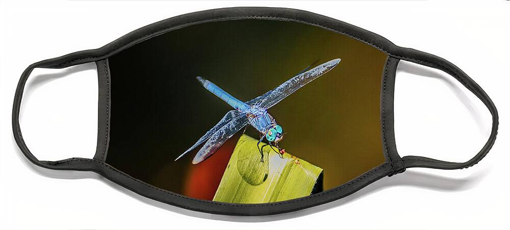 Insects Face Mask featuring the photograph Blue Dragon on the Prowl by Marcus Jones
