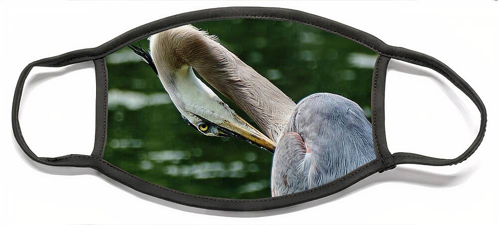 Grand Héron Face Mask featuring the photograph Blue heron close up by Carl Marceau