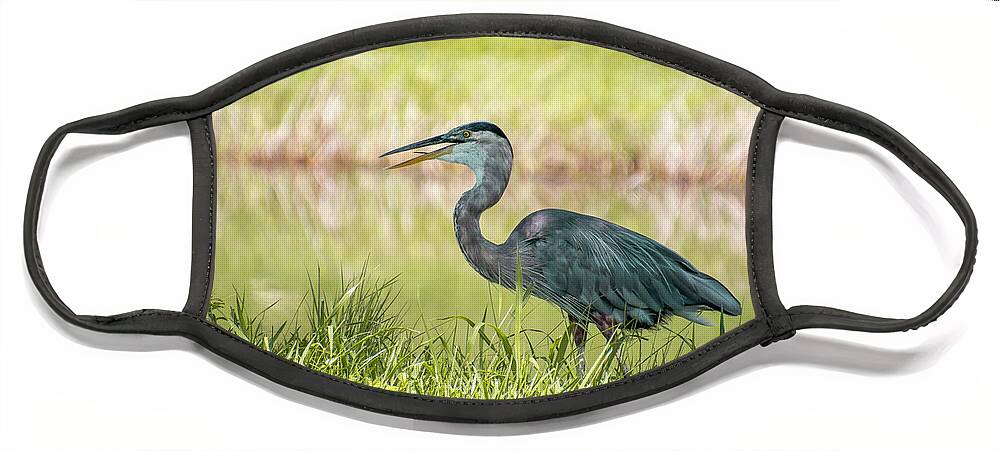 Great Face Mask featuring the photograph Blue Heron In The Morning by Philip And Robbie Bracco