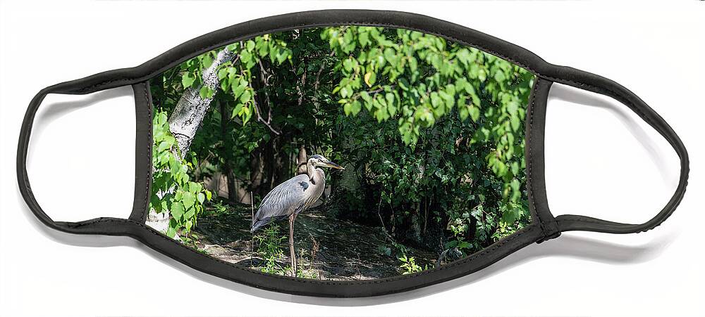 Tree Face Mask featuring the photograph Blue Heron Under A Tree by Lorraine Cosgrove