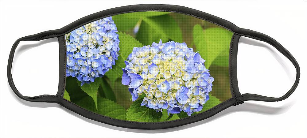 Colors Face Mask featuring the photograph Blue Hydrangea Deux by Tanya Owens