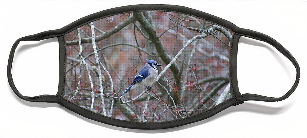  Face Mask featuring the photograph Blue Jay by Heather E Harman