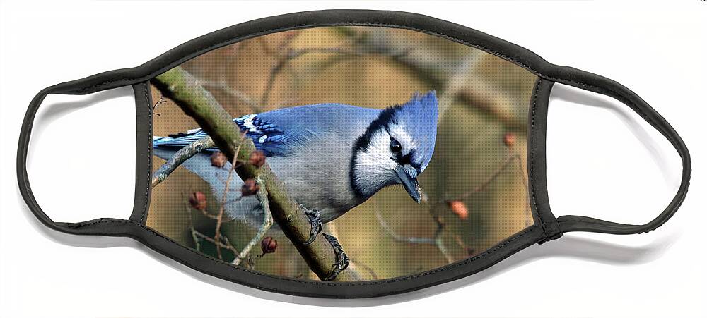 Birds Face Mask featuring the photograph Blue Jay in the Crape Myrtle by Trina Ansel