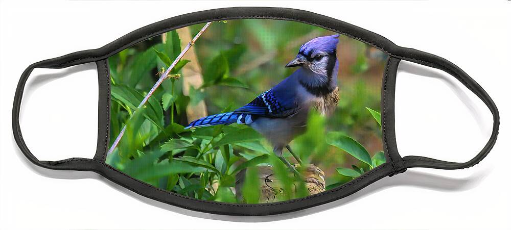 Blue Jay On Fence Post Face Mask featuring the photograph Blue Jay On Fence Post by Bellesouth Studio