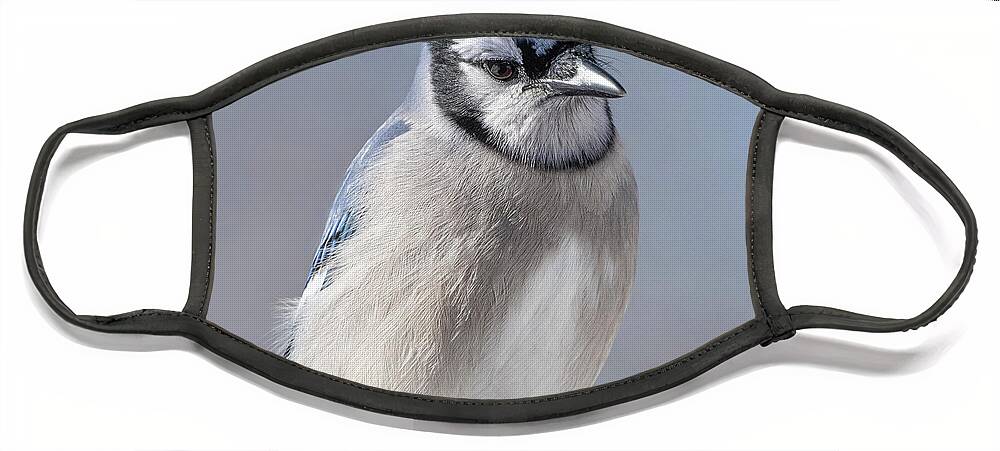  Face Mask featuring the photograph Blue Jay Sitting Pretty by Sandra Rust