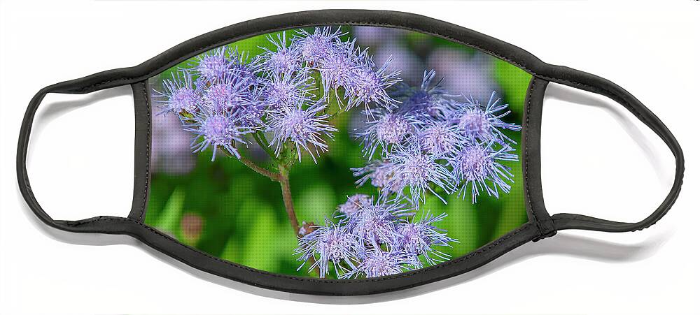 Aster Family Face Mask featuring the photograph Blue Mistflower DFL1215 by Gerry Gantt