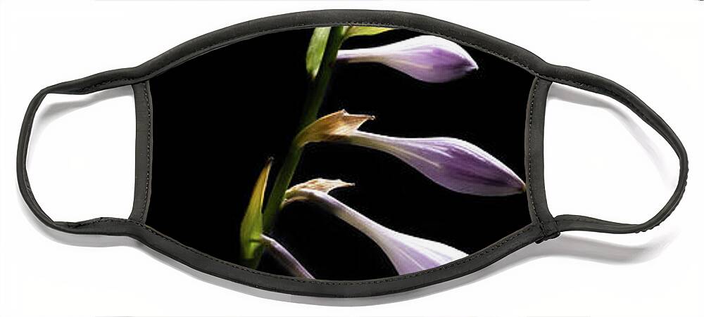 Blue Plantain Lily Face Mask featuring the photograph Blue Plantain Lily by Kevin Suttlehan