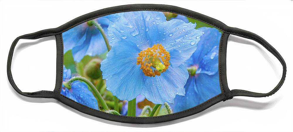 Himalayan Blue Poppies Face Mask featuring the photograph Blue Poppies by Louise Tanguay