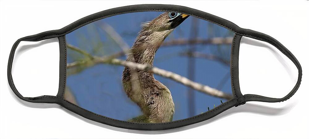 Anhinga Face Mask featuring the photograph Blue Ring Around Anhinga's Eyes by Mingming Jiang