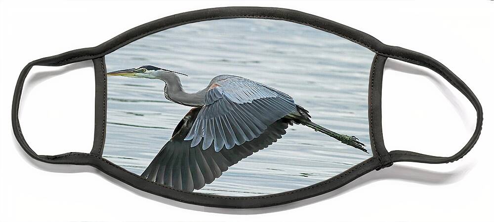 Blue Heron Face Mask featuring the photograph Blue with Grace and Beauty by Deborah Benoit
