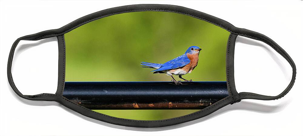 Easternbluebird Face Mask featuring the photograph Bluebird of Happiness by Pam Rendall