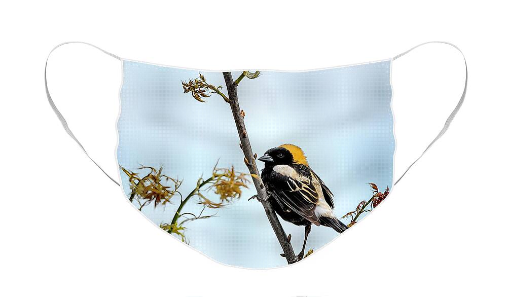 Birds Face Mask featuring the photograph Bobolink by Al Mueller