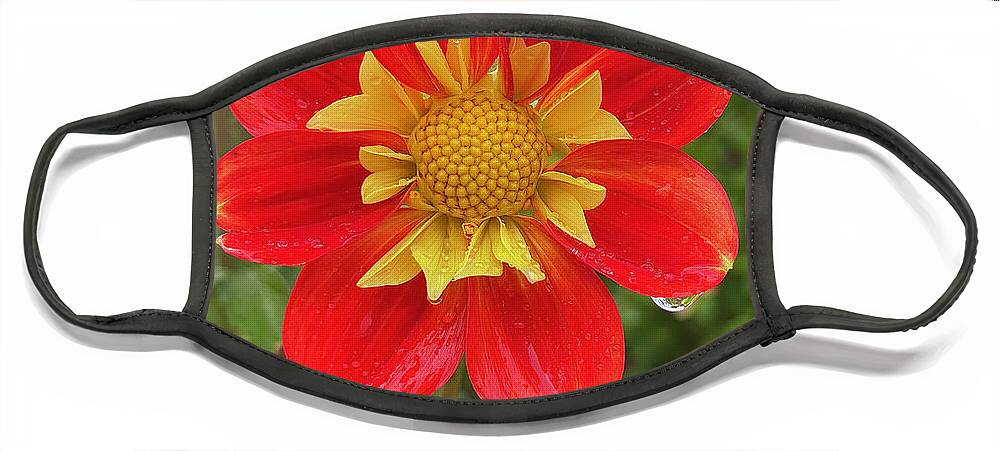 Dahlia Face Mask featuring the photograph Bold Red by Brian Eberly