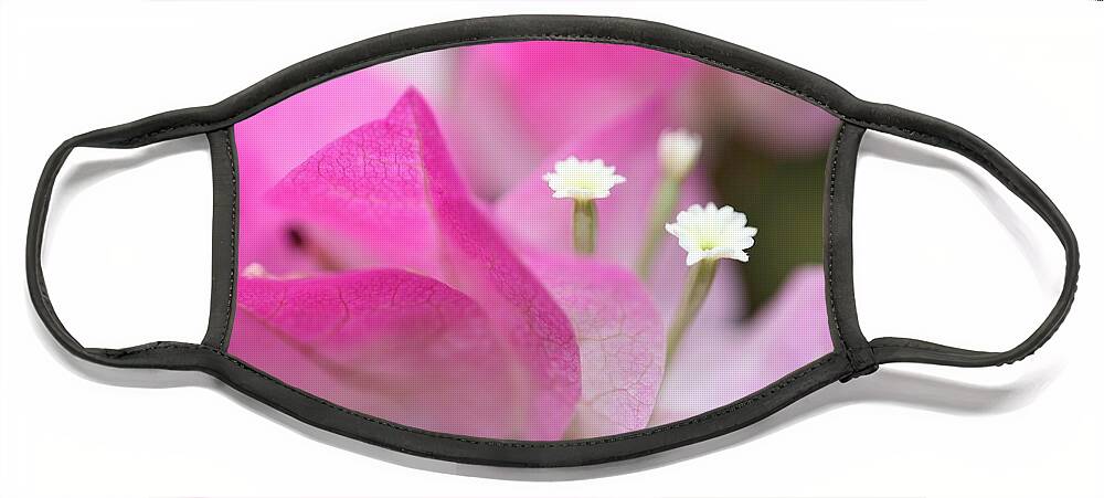Bougainvillea Face Mask featuring the photograph Bougainvillea by Mingming Jiang