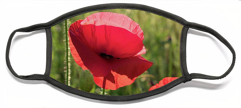 Poppy Face Mask featuring the photograph Bright red petals of a poppy by Adriana Mueller