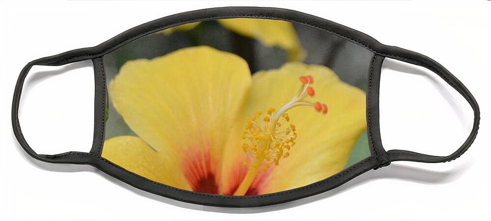 Flower Face Mask featuring the photograph Bright Yellow Hibiscus Pair by Amy Fose