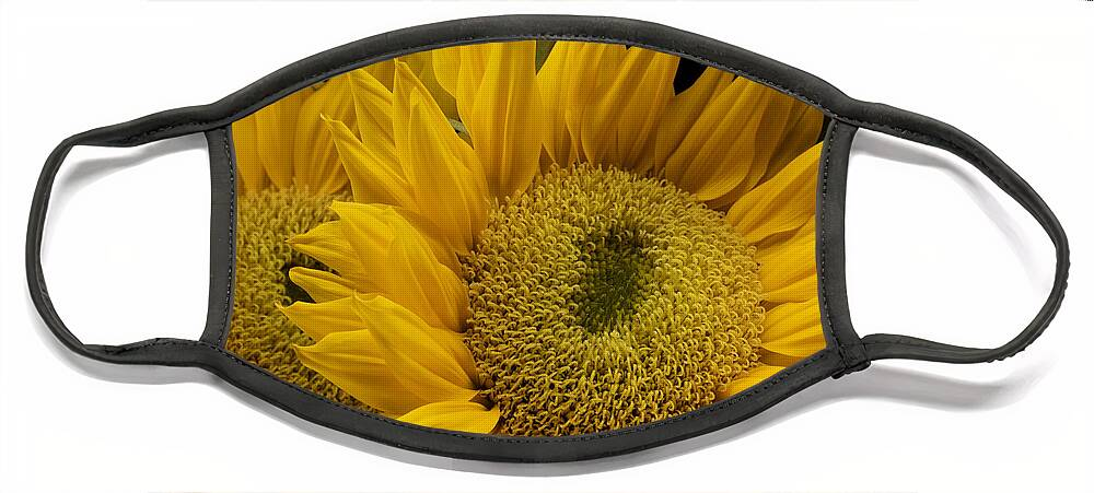 Sunflower Face Mask featuring the photograph Bright Yellow Sunflowers by L Bosco