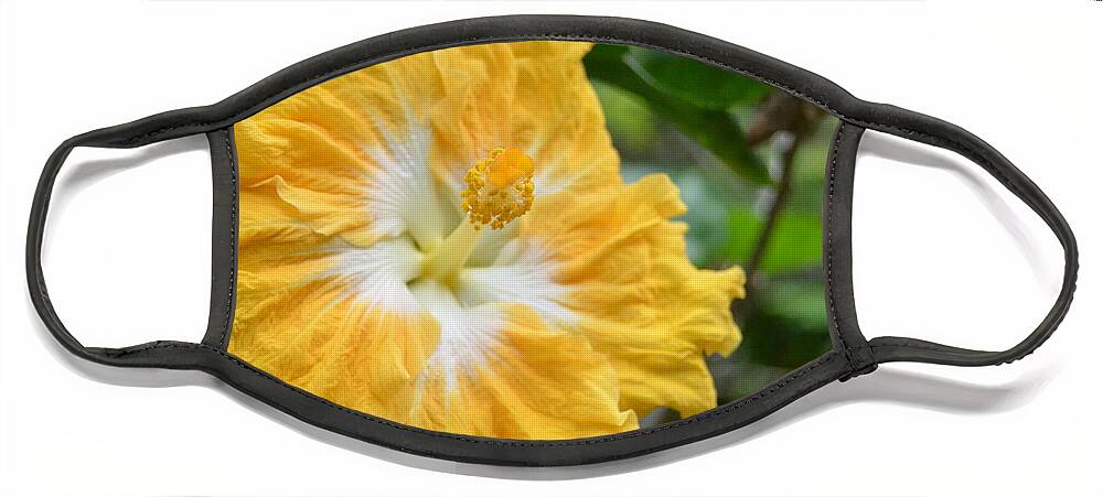 Flower Face Mask featuring the photograph Bright Yellow White Hibiscus by Amy Fose