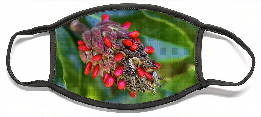 Red Face Mask featuring the photograph Brilliant Red Southern Magnolia Seeds by Kathy Clark