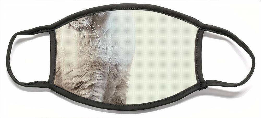 Cat Face Mask featuring the photograph British Shorthair Cat 1 by Claudia Zahnd-Prezioso