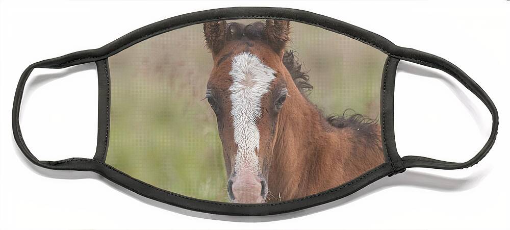 Wild Horse Face Mask featuring the photograph Broadfoot Colt by Holly Ross