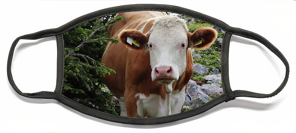Hochkar Face Mask featuring the photograph Lady Cow by Vaclav Sonnek