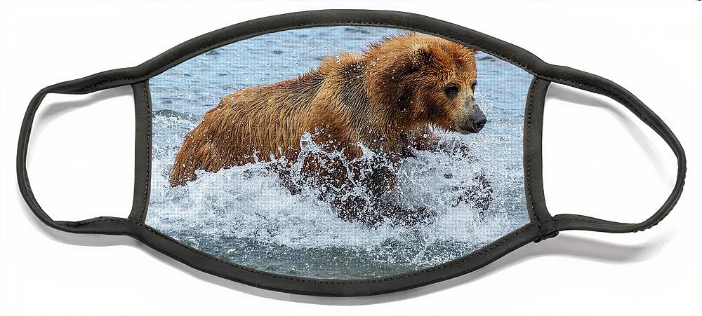 Bear Face Mask featuring the photograph Brown bear hunts for salmon by Mikhail Kokhanchikov