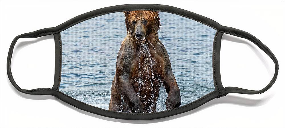 Bear Face Mask featuring the photograph Brown bear standing in water by Mikhail Kokhanchikov