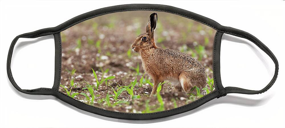 Norfolk Face Mask featuring the photograph Norfolk brown hare at in a field of crops by Simon Bratt
