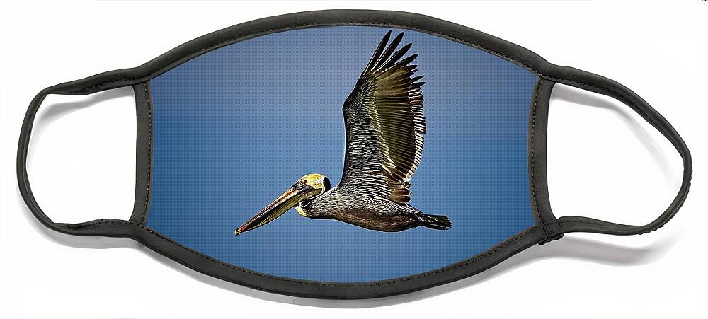 Brown Pelican Face Mask featuring the photograph Brown Pelican looking for Fish by Ronald Lutz