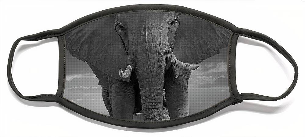 Elephant Face Mask featuring the photograph Bull Elephant by Larry Linton