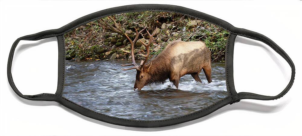Elk Face Mask featuring the photograph Bull Elk Drinking - Smoky Mountains by Susan Rissi Tregoning