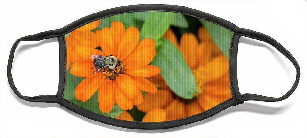 Flower Face Mask featuring the photograph Bumblebee on Zinnia by Dawn Cavalieri