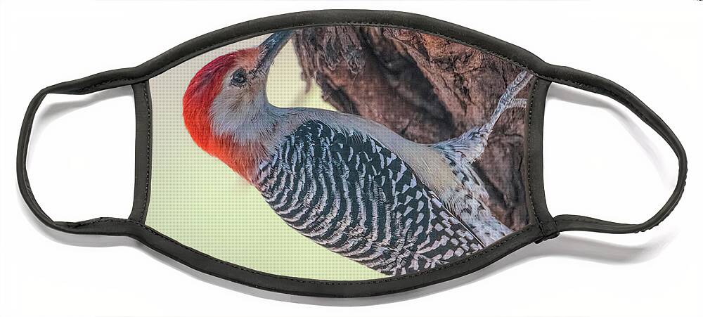 Busy Red-bellied Woodpecker Face Mask featuring the photograph Busy Red-bellied Woodpecker by Debra Martz
