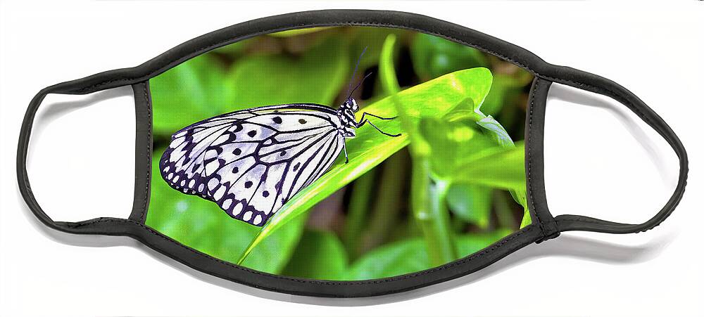 Butterfly Face Mask featuring the photograph Butterfly on a leaf by Bob Falcone